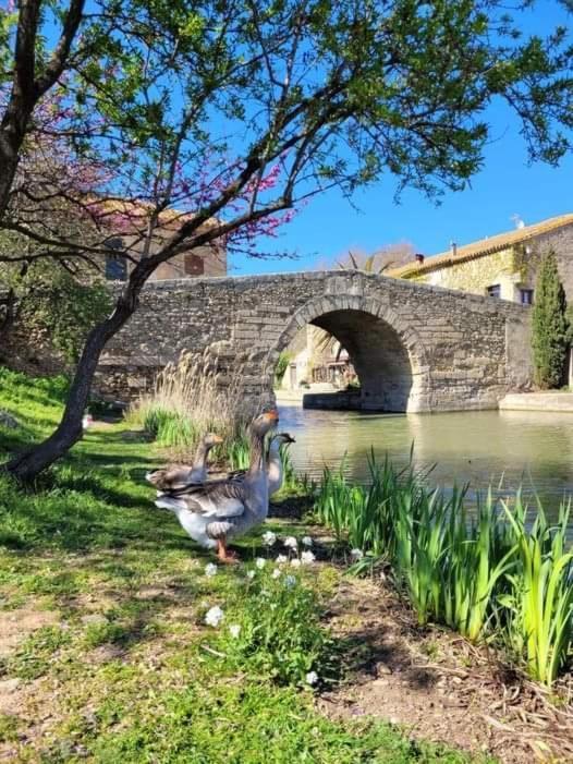 Au Canalet - Le Somail Bagian luar foto